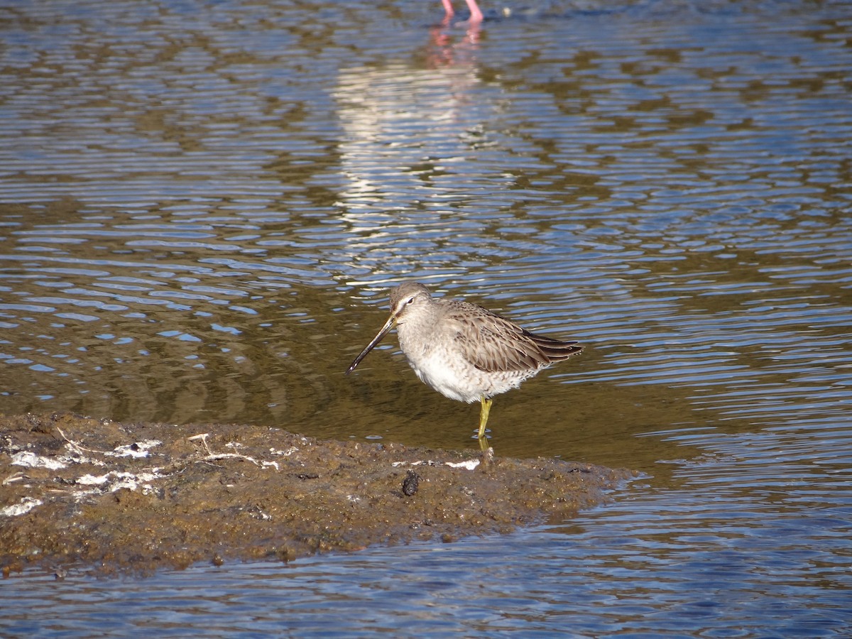 Long-billed Dowitcher - ML616421040