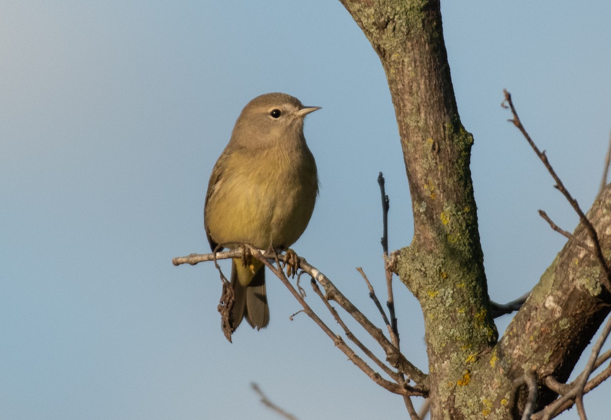 Orange-crowned Warbler - ML616421050