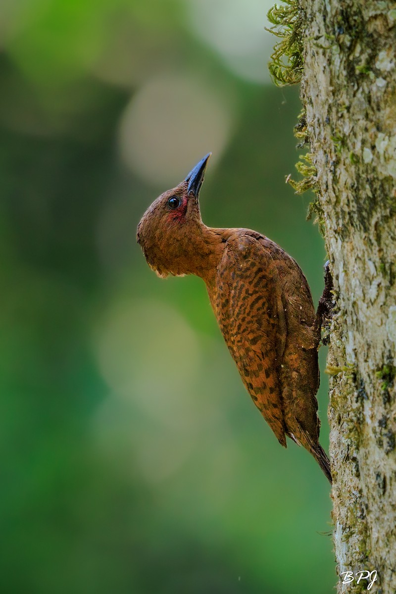 Rufous Woodpecker - ML616421064