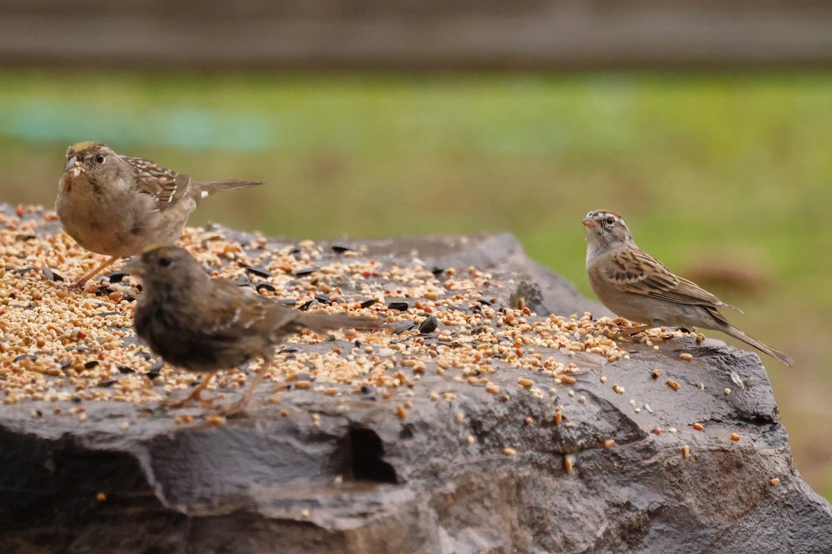 Golden-crowned Sparrow - Barry Langdon-Lassagne