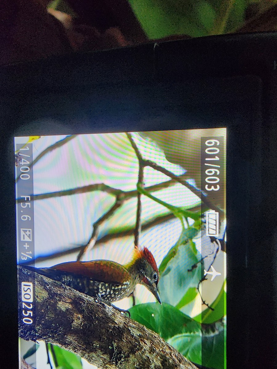 Lesser Yellownape - Biju P John