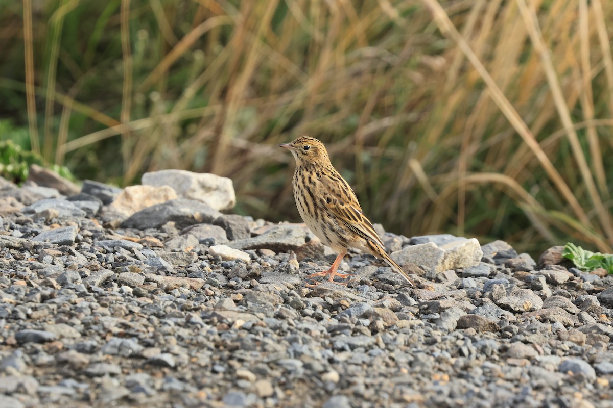 Correndera Pipit - ML616421082