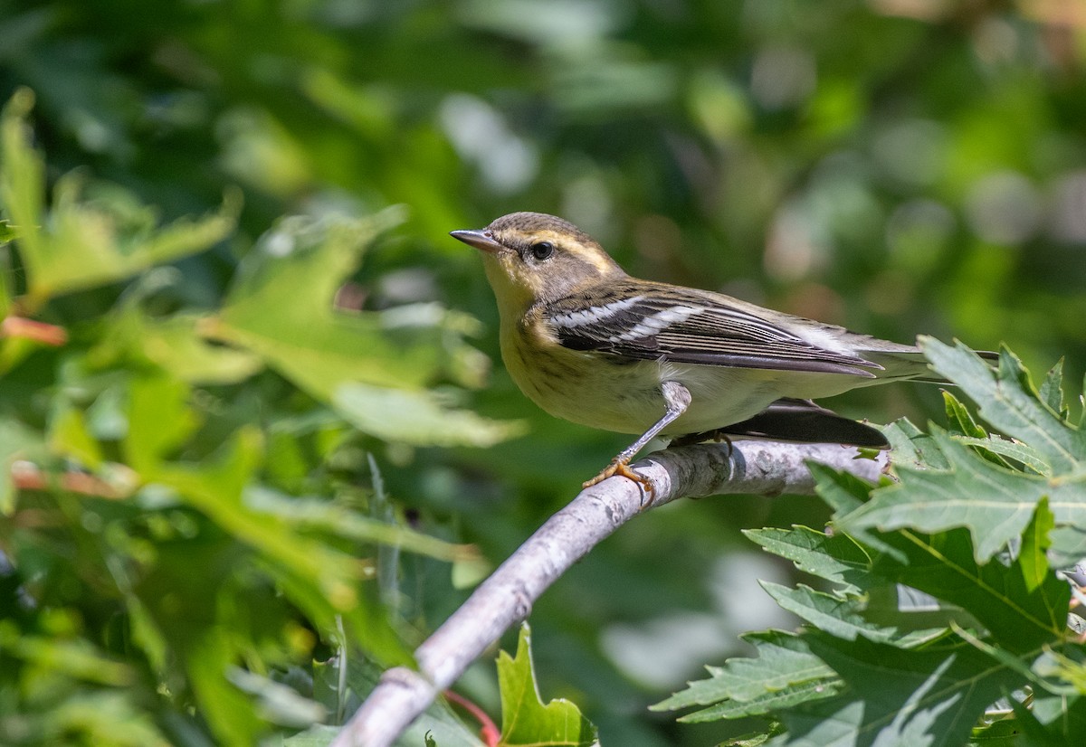 Blackburnian Warbler - ML616421096