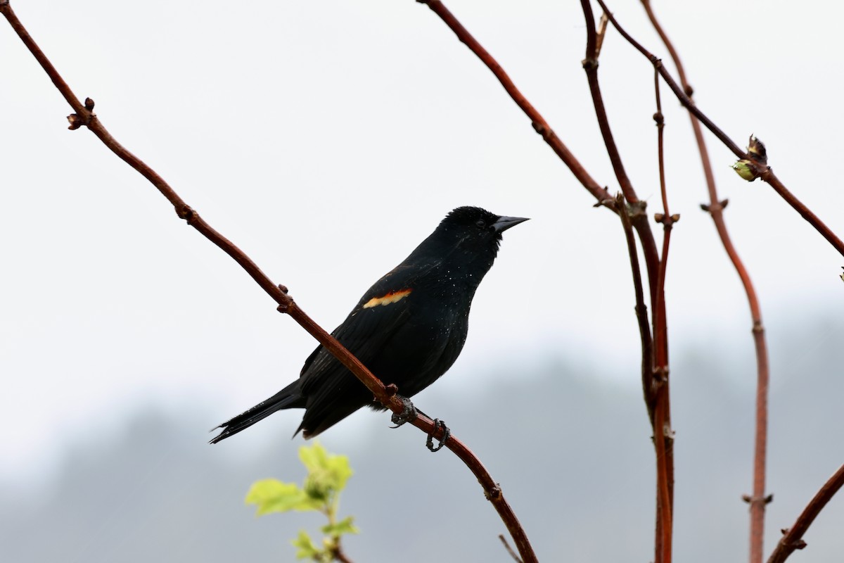 Red-winged Blackbird - Holly Merker