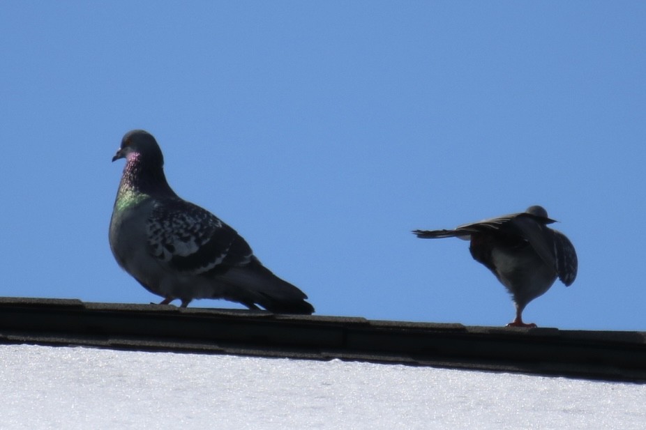 Rock Pigeon (Feral Pigeon) - ML616421118