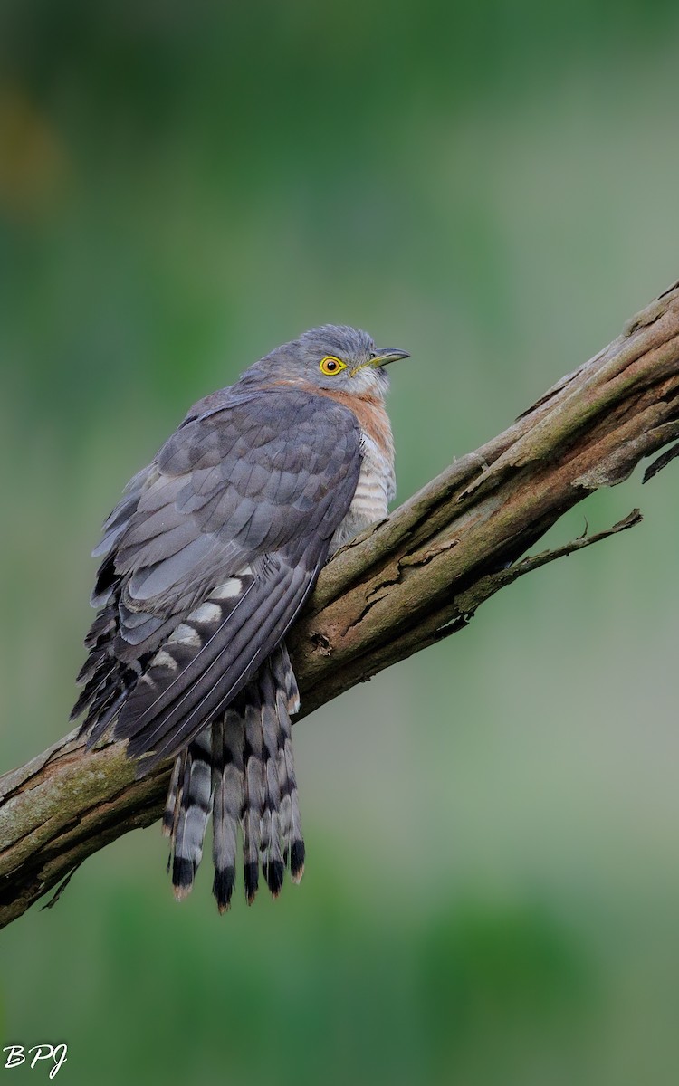 Common Hawk-Cuckoo - ML616421155