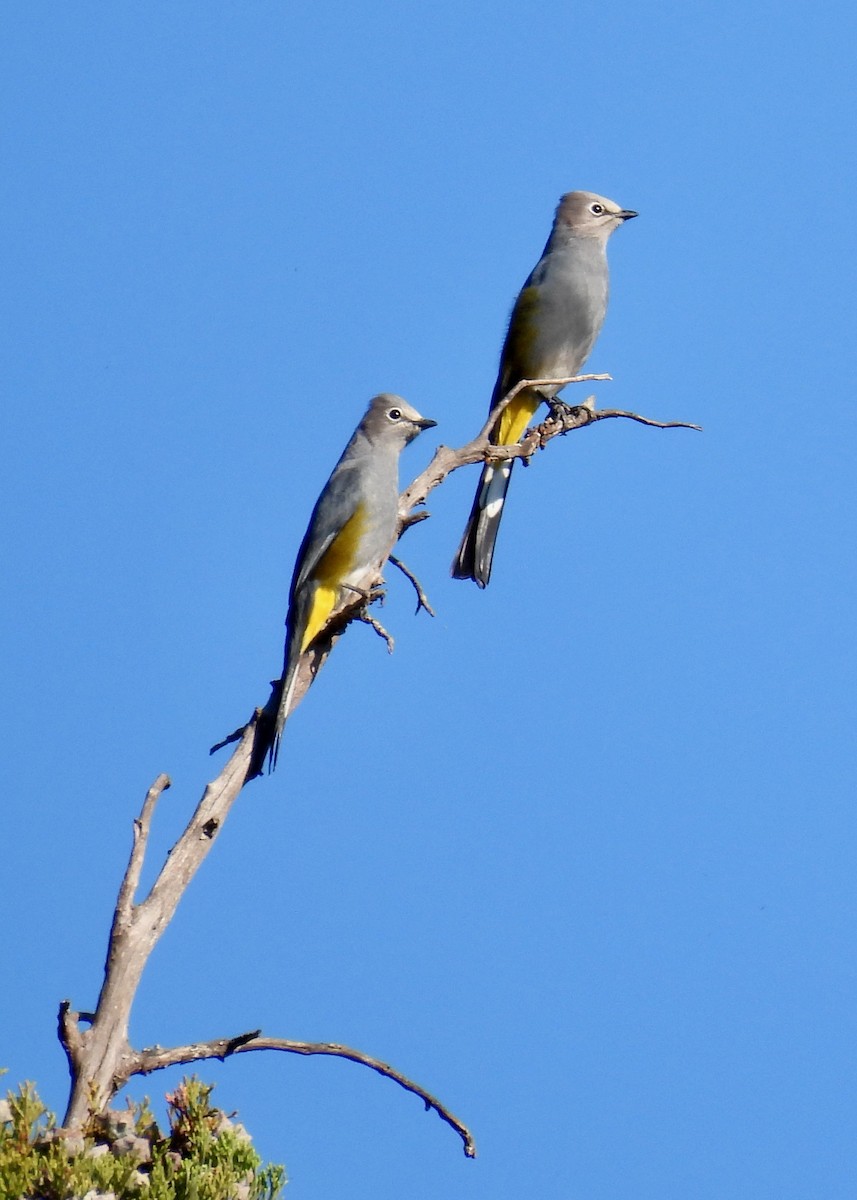 Gray Silky-flycatcher - ML616421156