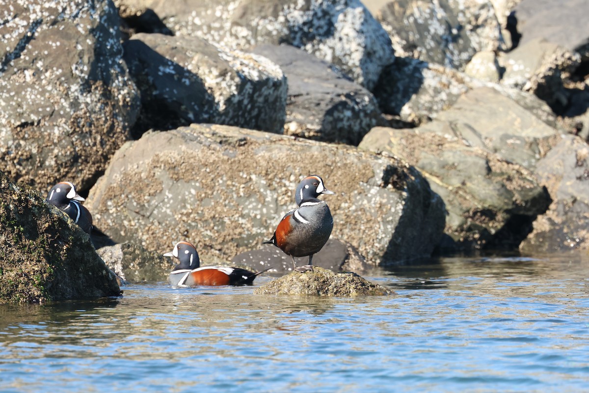 Harlequin Duck - Holly Merker