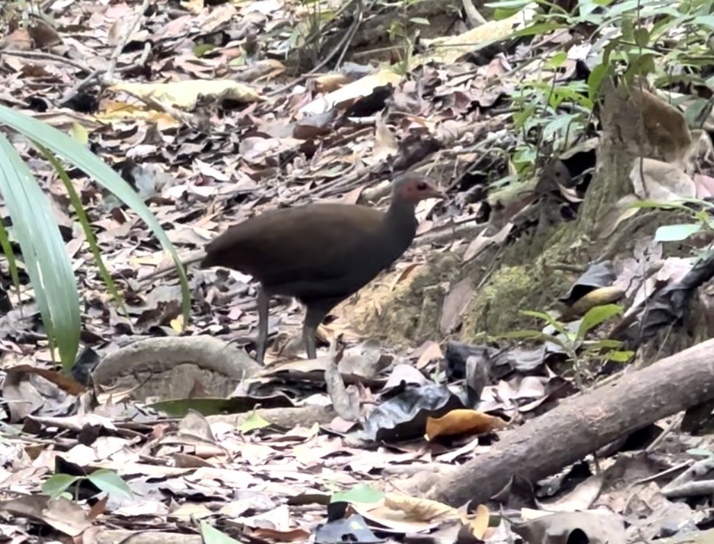 Philippine Megapode - ML616421184