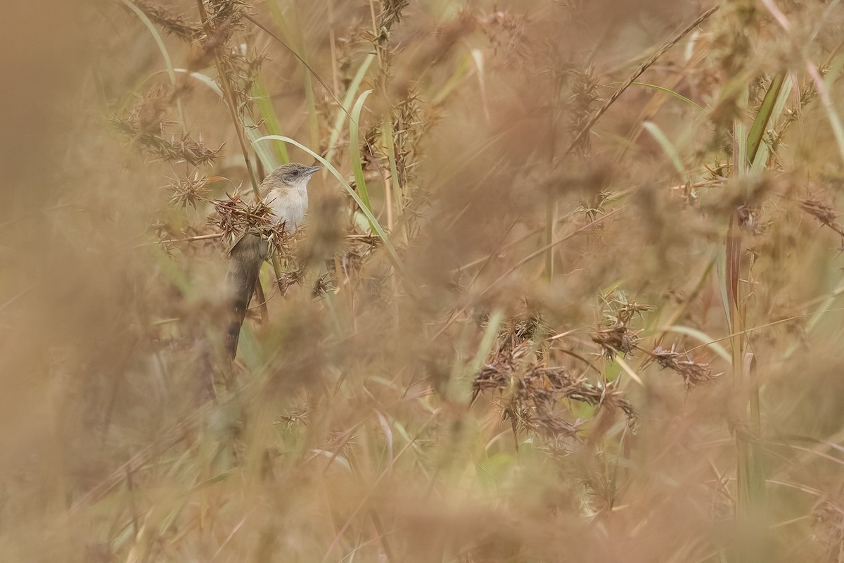 Fan-tailed Grassbird - ML616421363