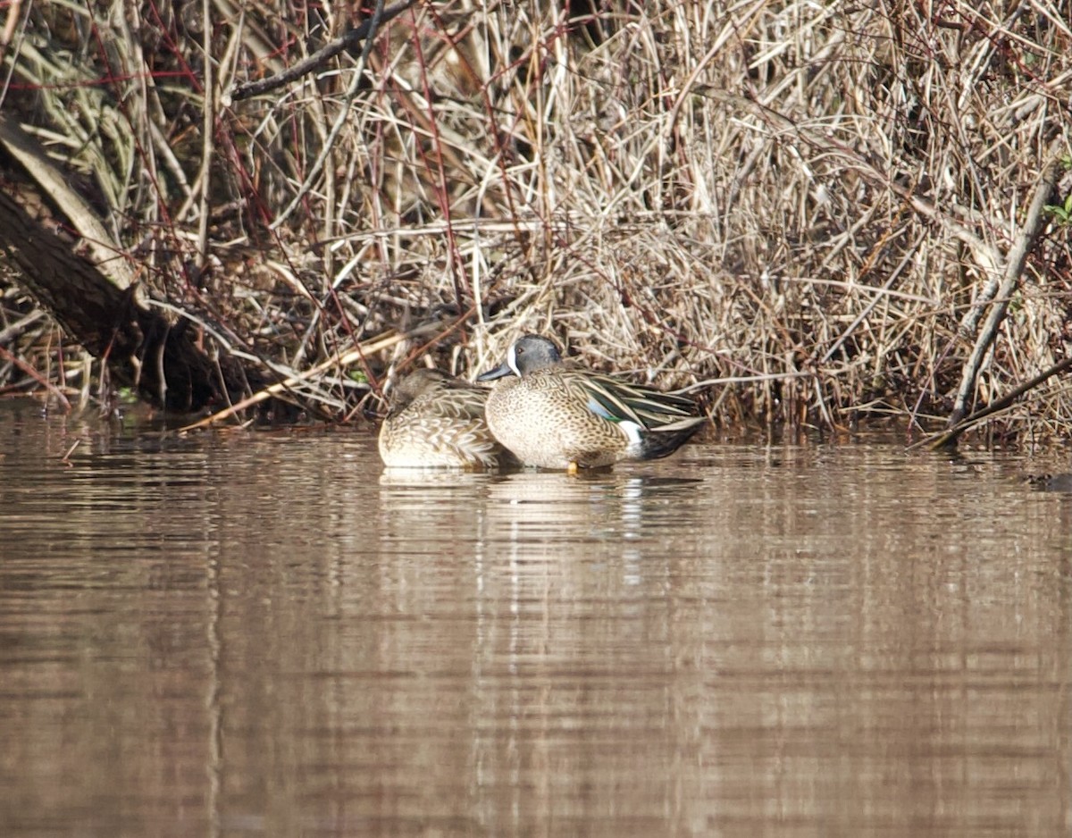 Blue-winged Teal - ML616421375