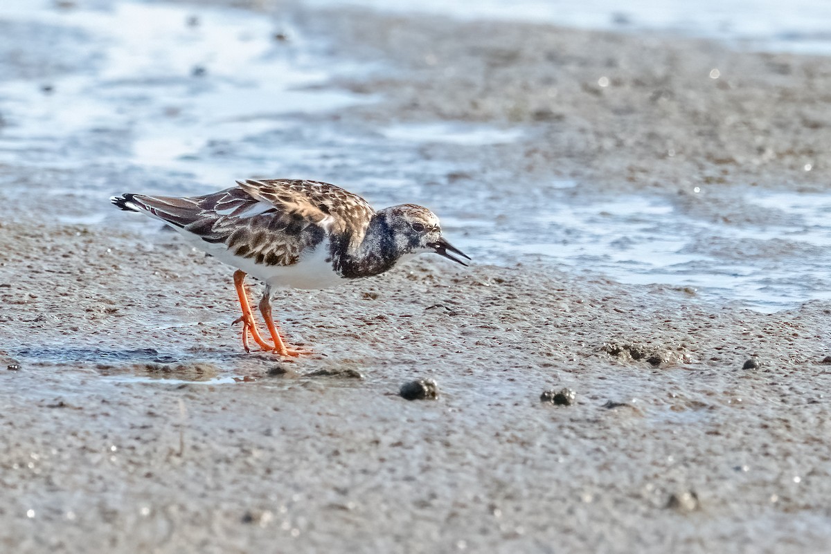 Ruddy Turnstone - james poling