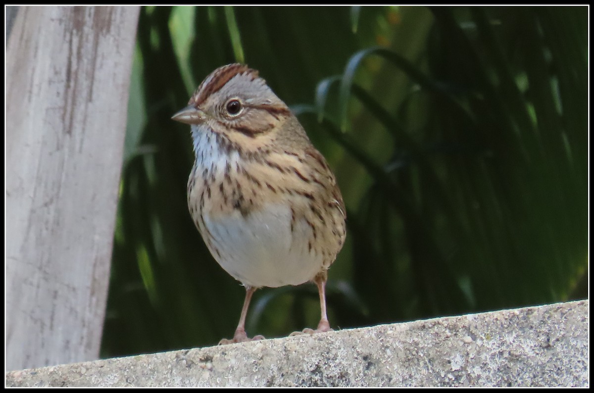 Lincoln's Sparrow - ML616421497