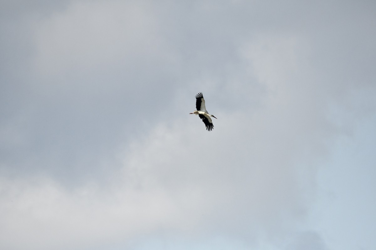 White Stork - ML616421518