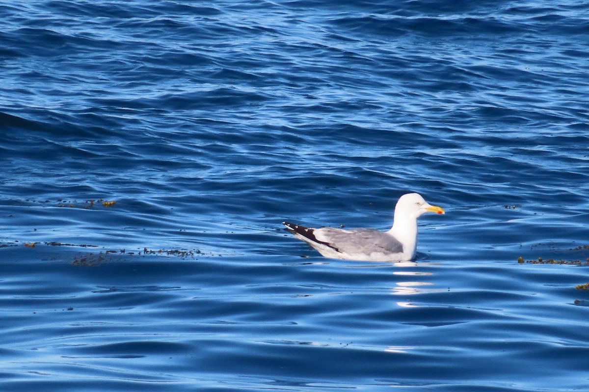 Gaviota Argéntea - ML616421540