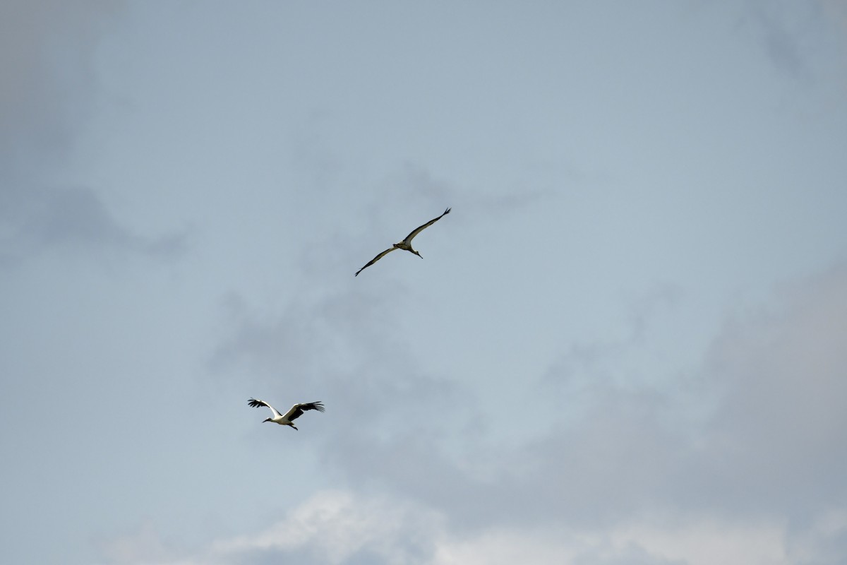 White Stork - ML616421548