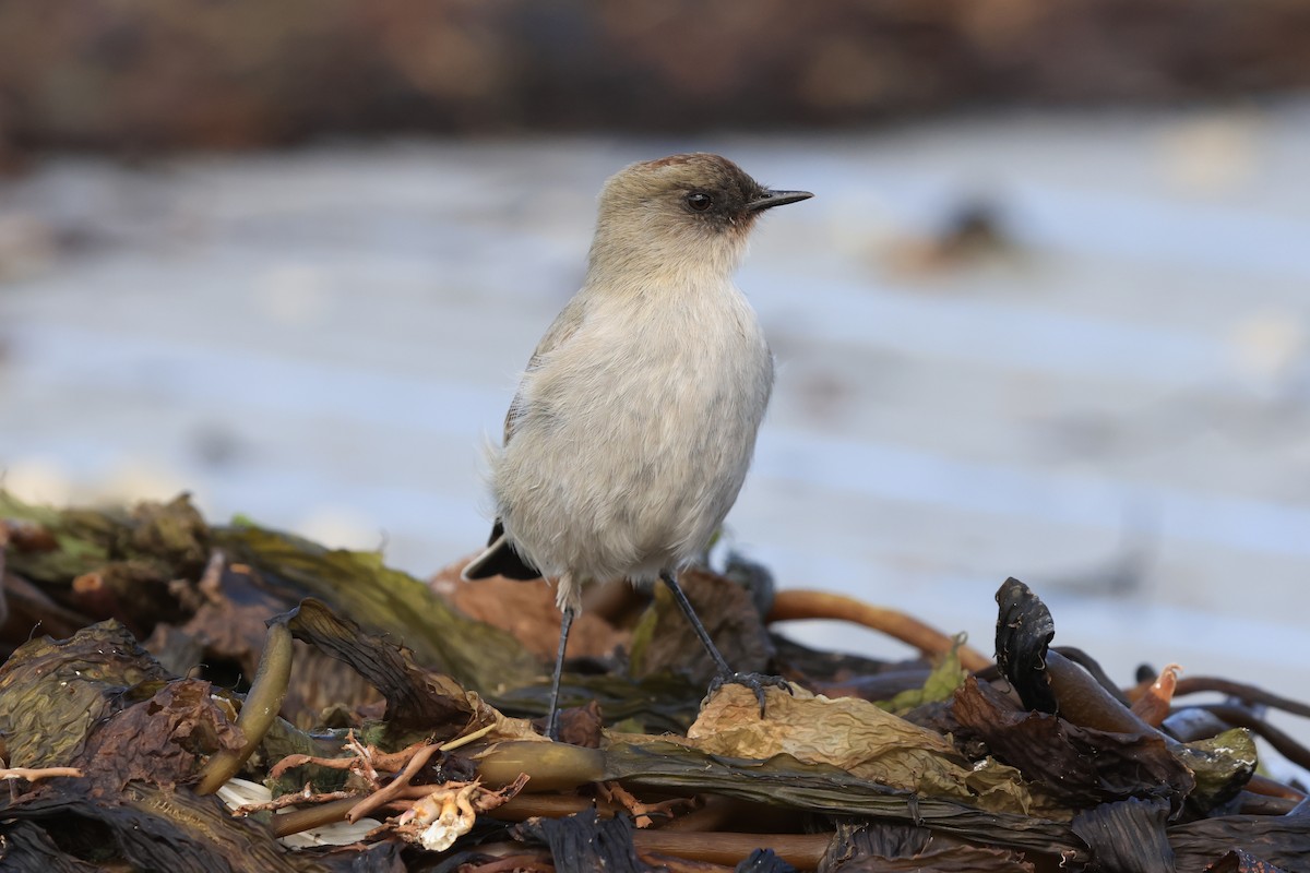 Dark-faced Ground-Tyrant - ML616421617