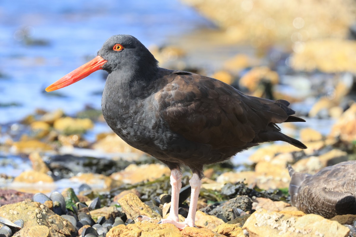 Blackish Oystercatcher - ML616421632