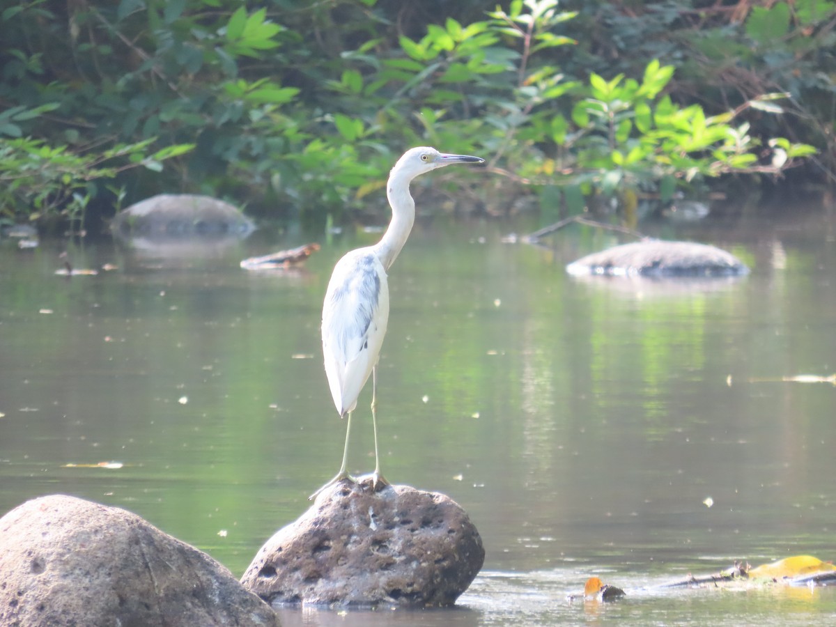 Little Blue Heron - ML616421674