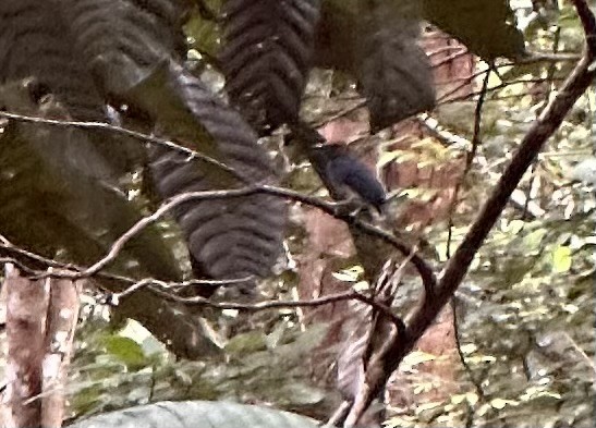 White-tailed Flycatcher - ML616421678