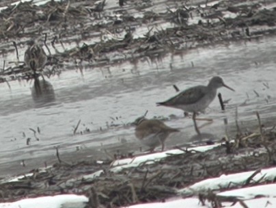 Lesser Yellowlegs - ML616421709