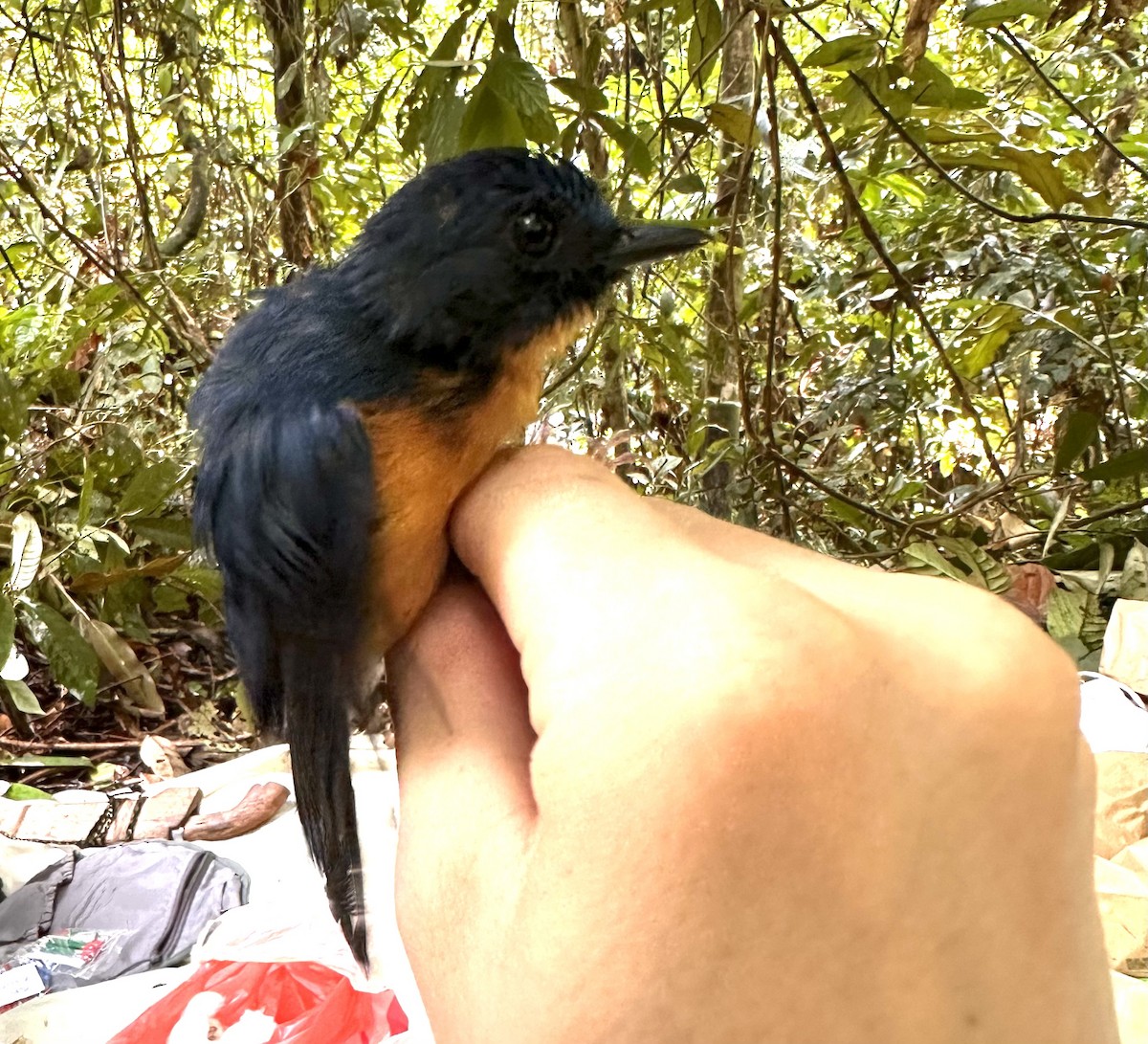 Sunda Blue Flycatcher - ML616421733