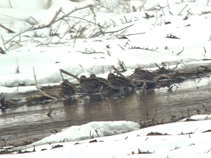 Wilson's Snipe - Andrea Szymczak