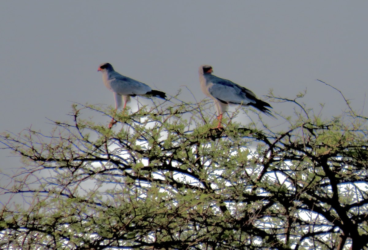 Pale Chanting-Goshawk - ML616421736