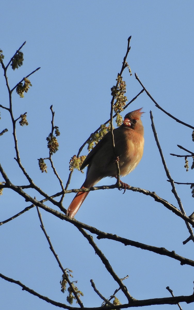 Northern Cardinal - ML616421788