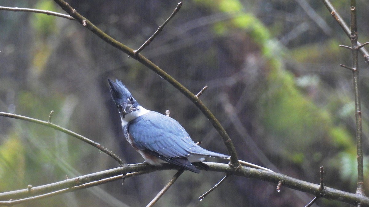 Belted Kingfisher - ML616421795