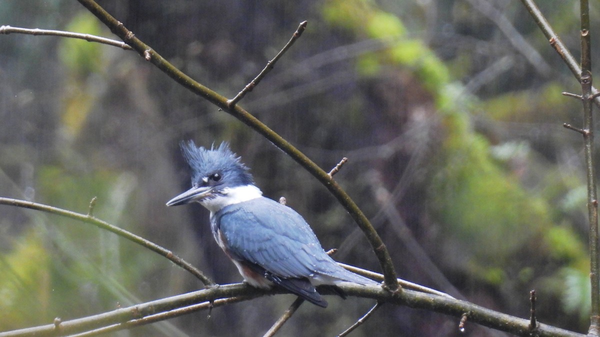 Belted Kingfisher - ML616421796