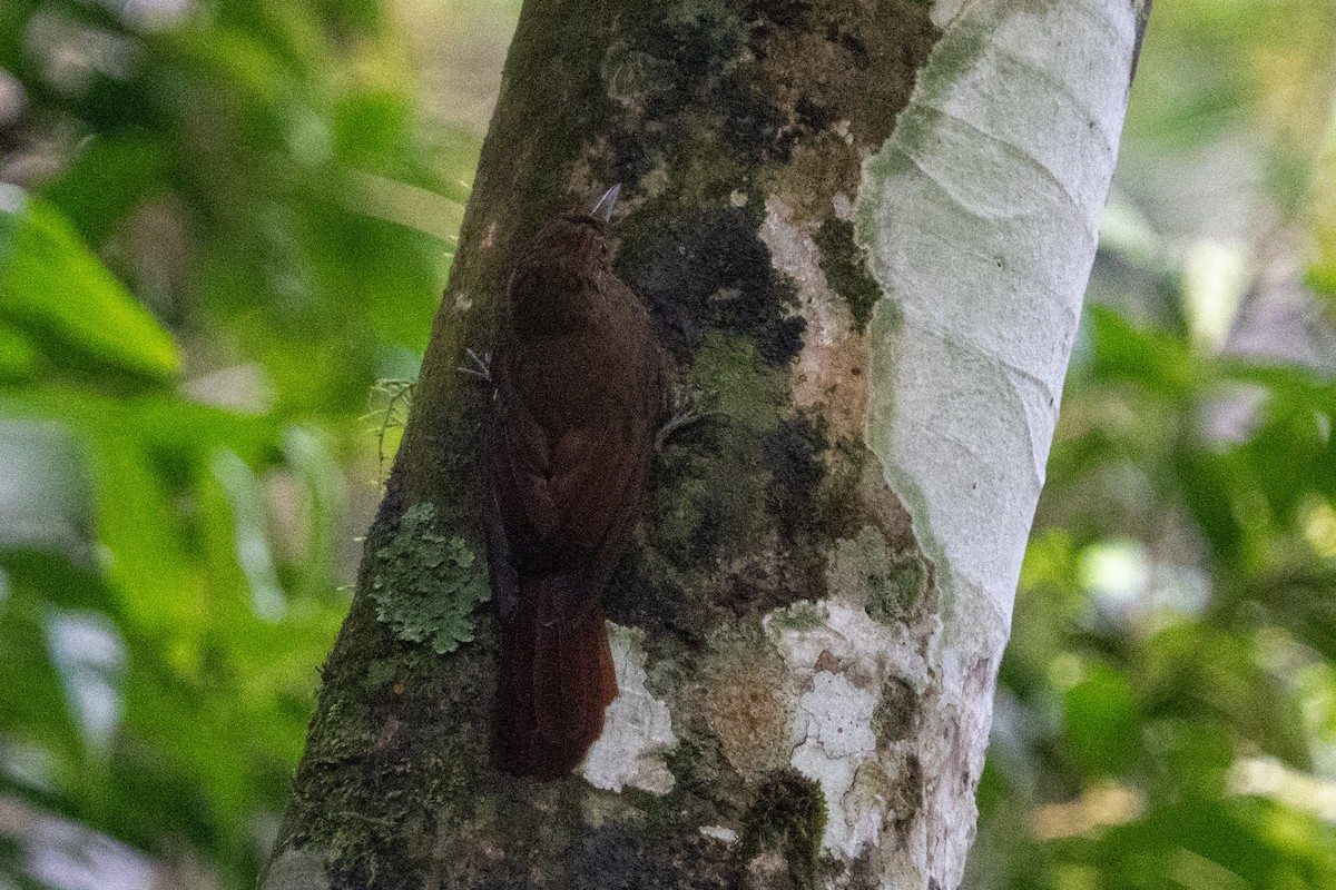 Plain-winged Woodcreeper (Plain-winged) - Ted Kavanagh