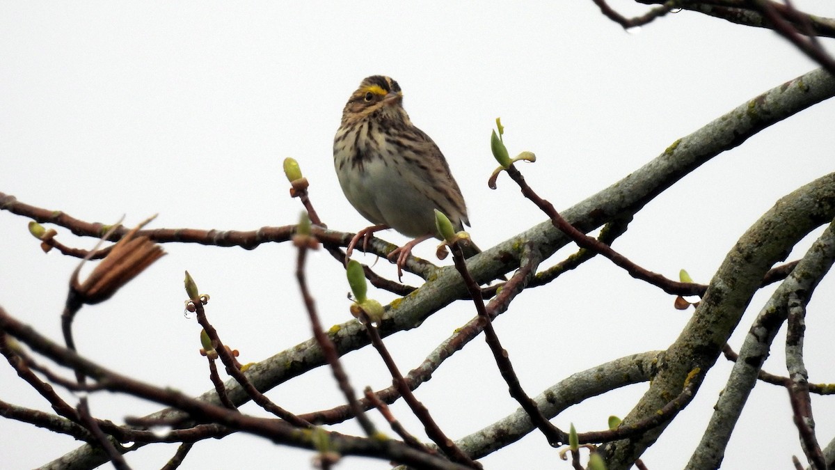 Savannah Sparrow - ML616421806