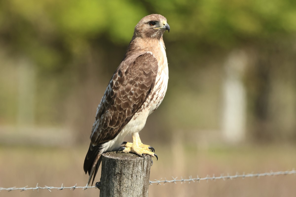 Red-tailed Hawk - ML616421809