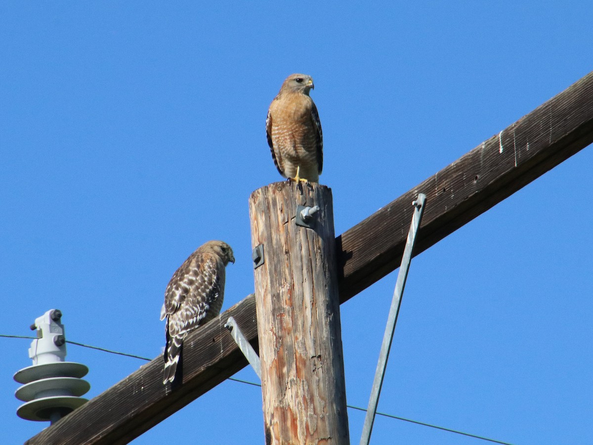 Red-shouldered Hawk - ML616421810