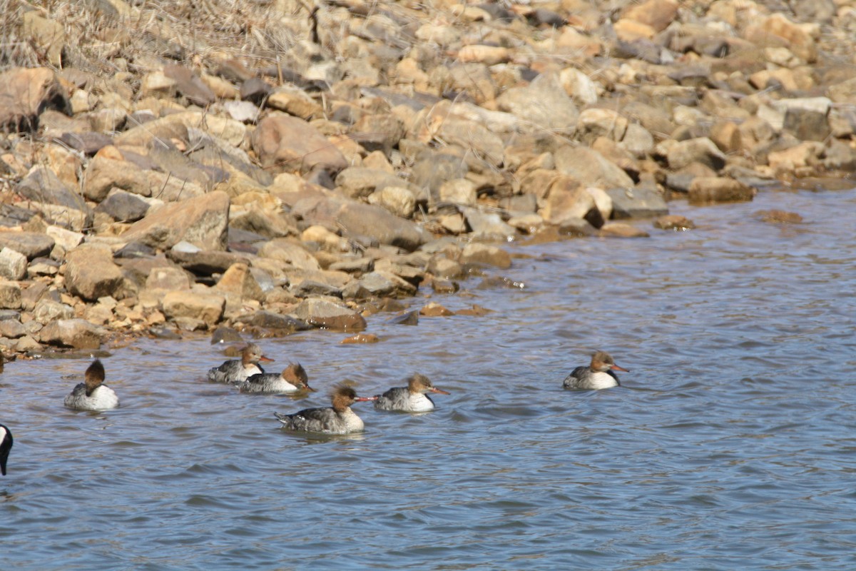 Red-breasted Merganser - John Carter