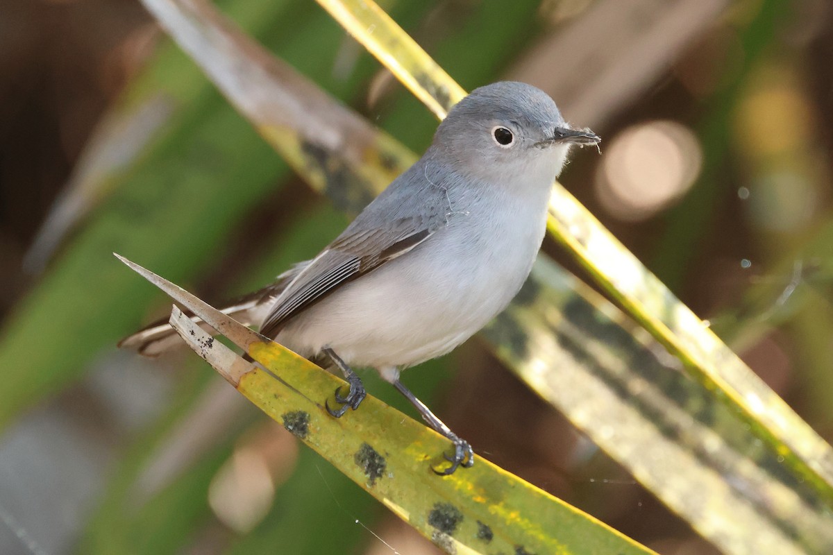 Blue-gray Gnatcatcher - ML616421832