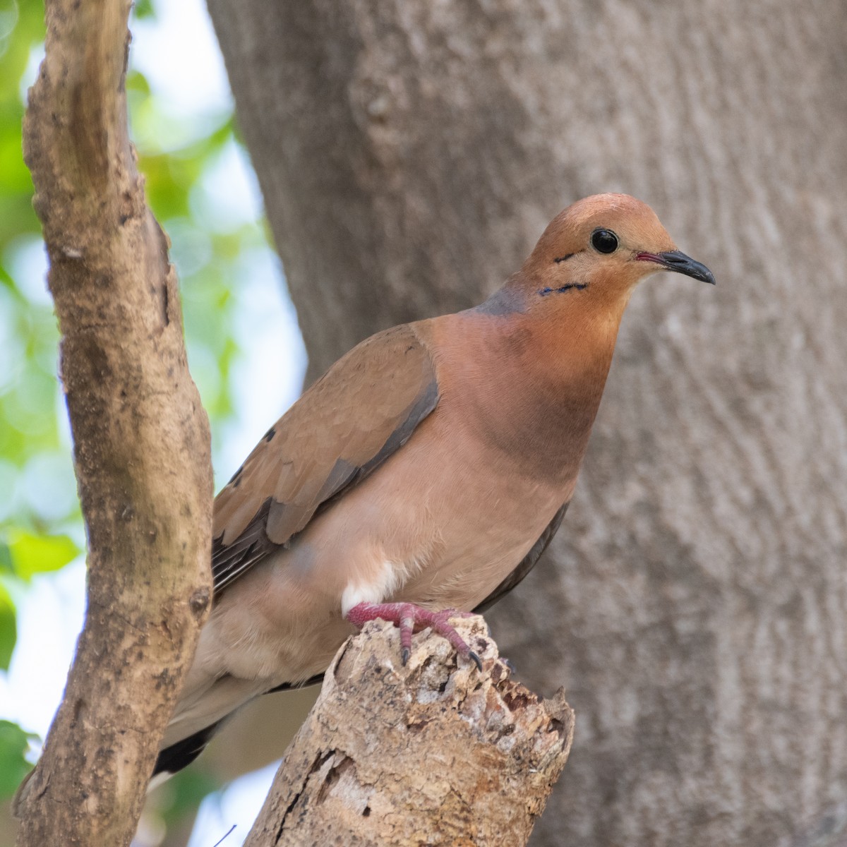 Zenaida Dove - Peter North