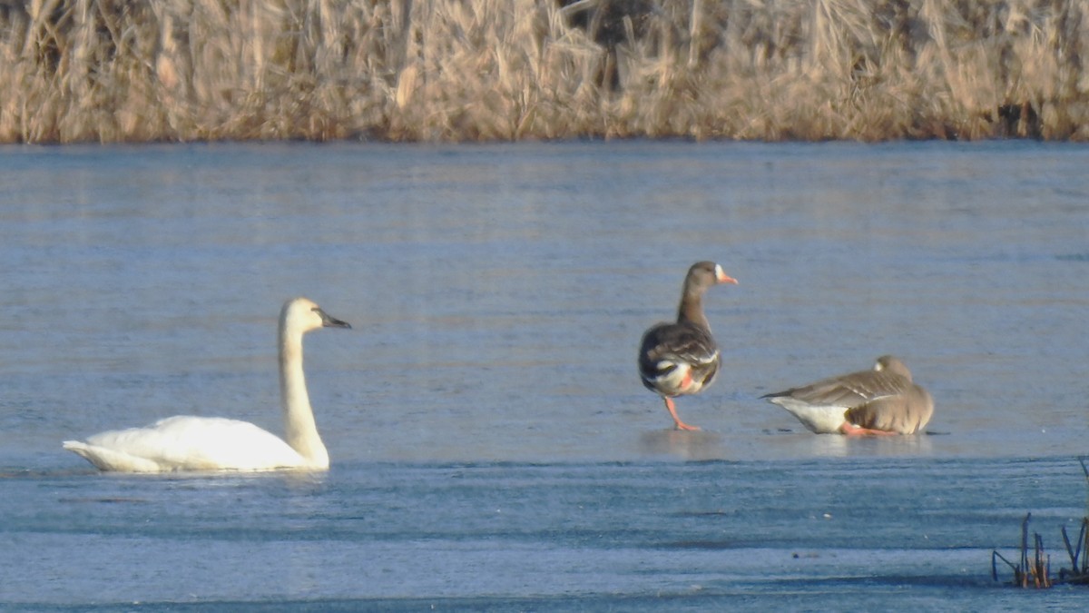 Greater White-fronted Goose - ML616421904