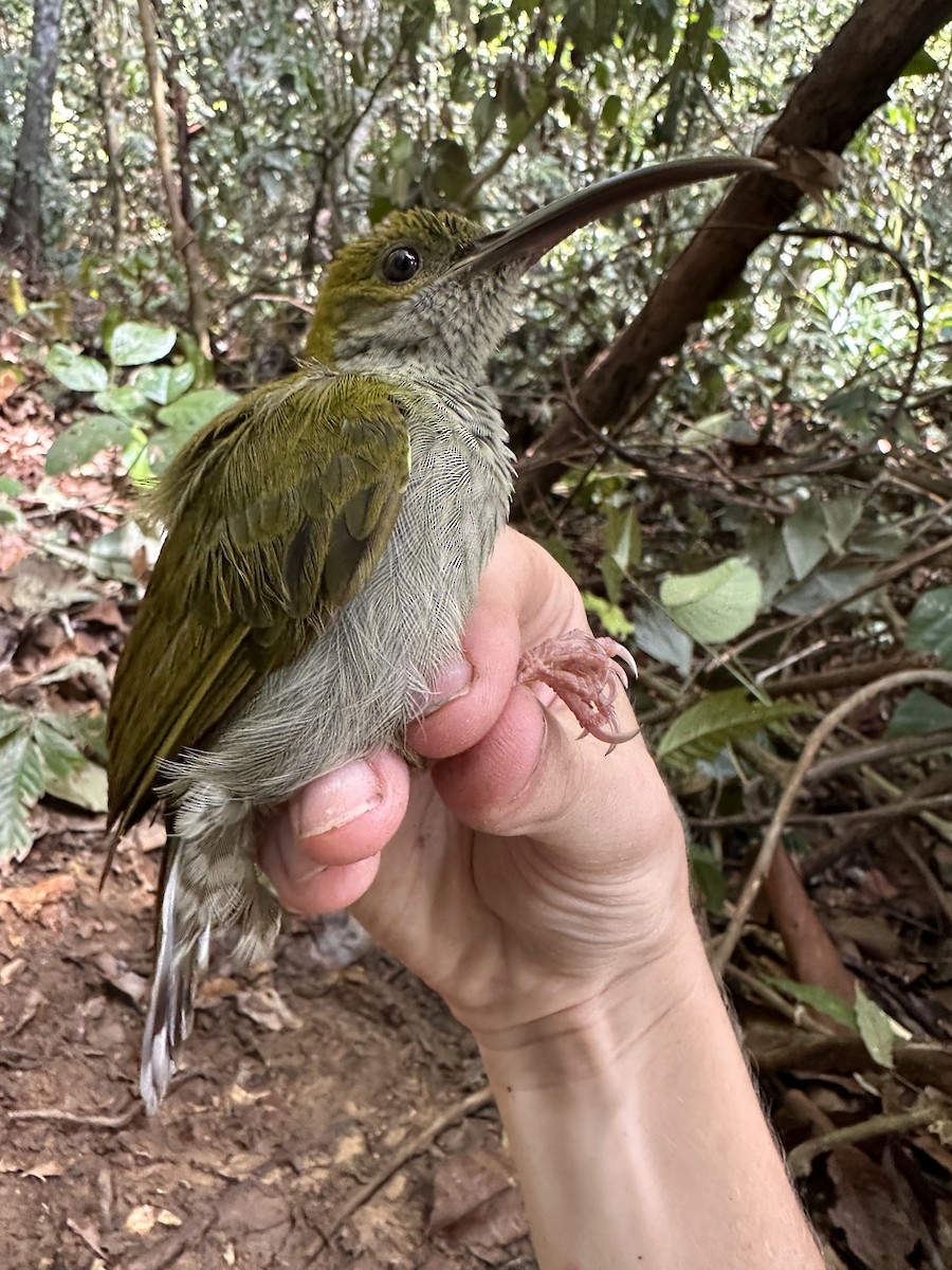 Bornean Spiderhunter - ML616421913