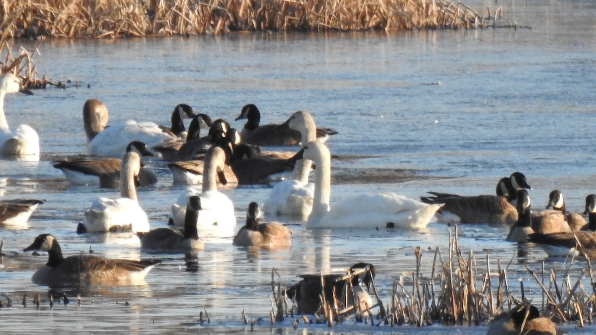 Canada Goose - ML616421919