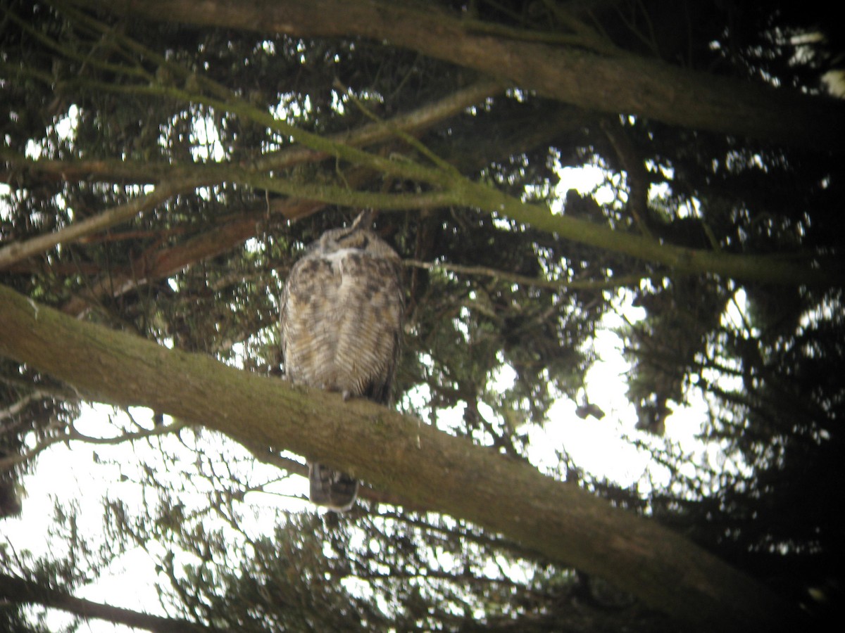 Great Horned Owl - ML616421932