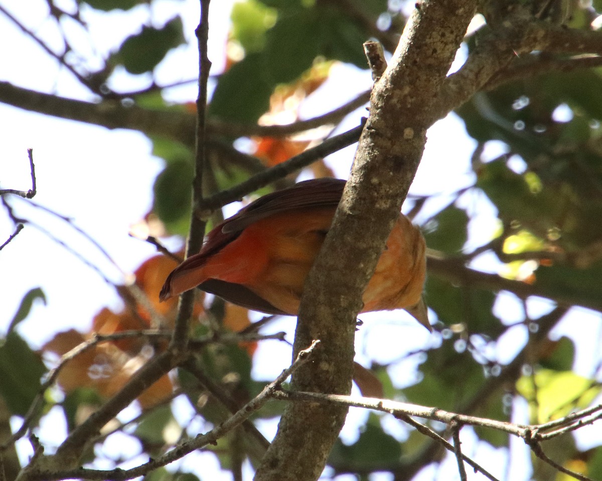 Summer Tanager - ML616421974