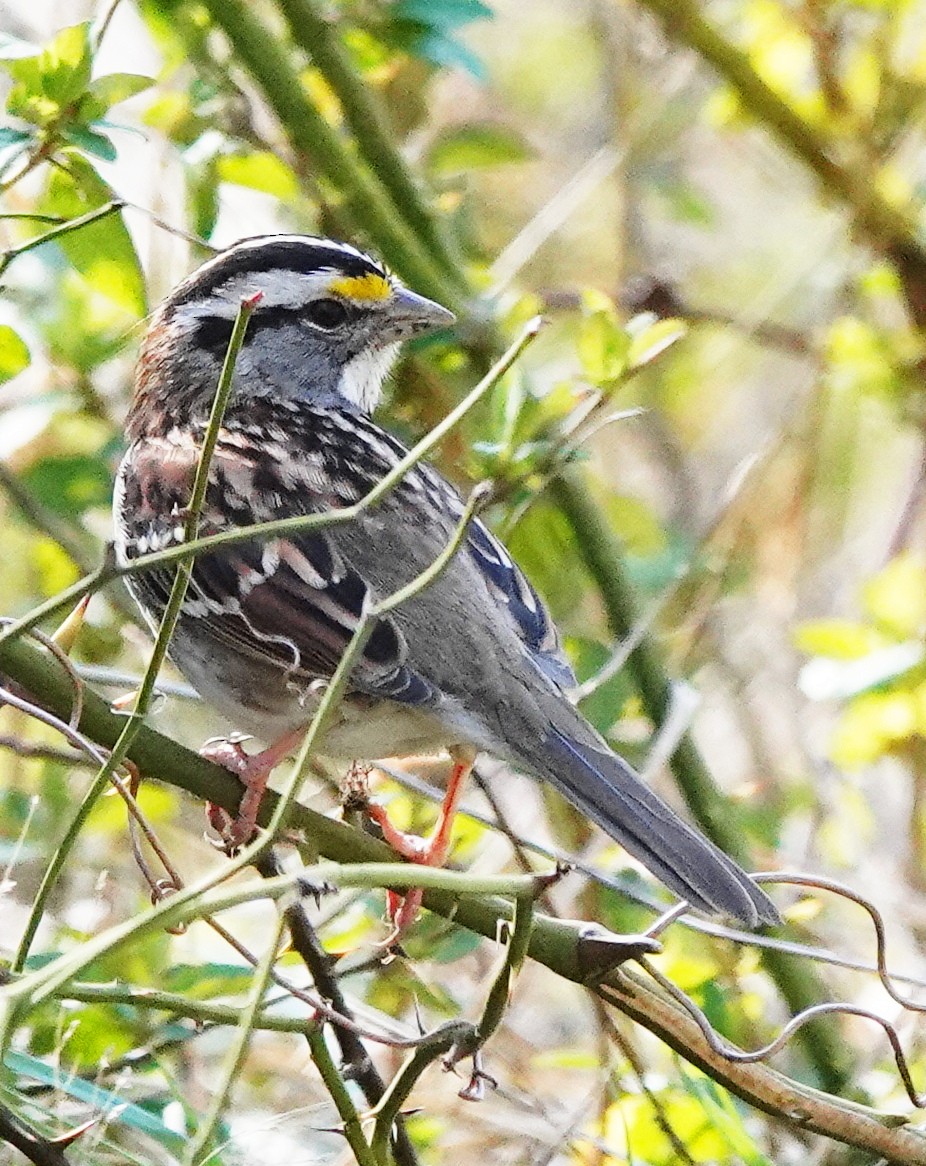 White-throated Sparrow - ML616421976