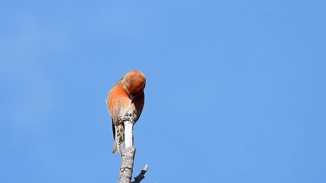 Red Crossbill (Ponderosa Pine or type 2) - ML616422013