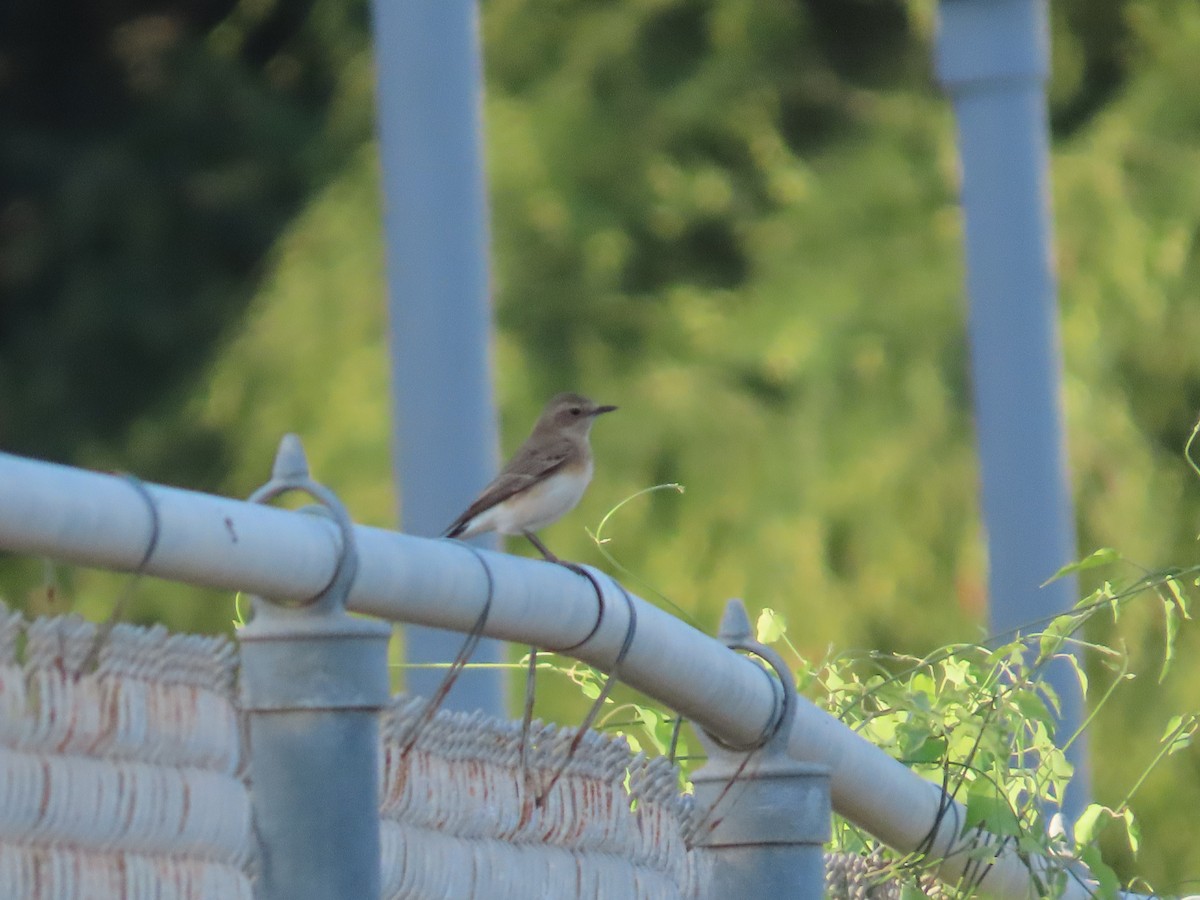 Northern Wheatear - ML616422020