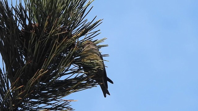 Red Crossbill (Ponderosa Pine or type 2) - ML616422025