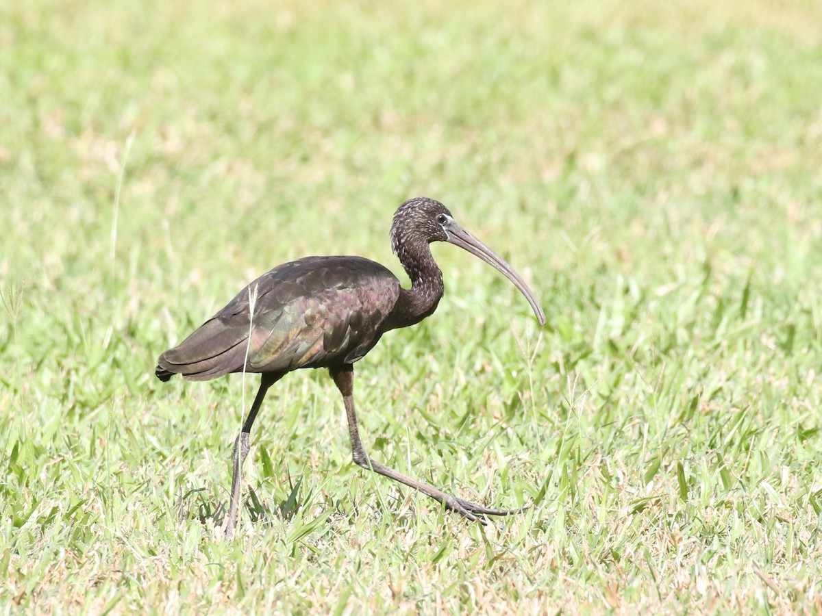 bronseibis - ML616422088