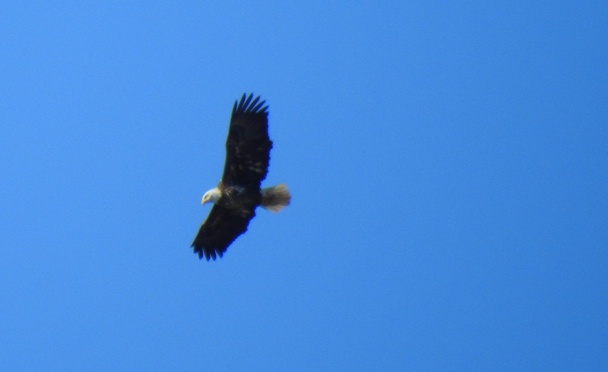 Bald Eagle - ML616422119