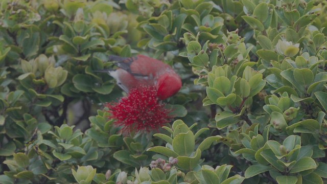 Apapanekleidervogel - ML616422217